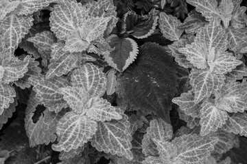 black and white leaves