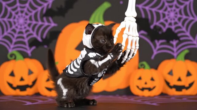 Adorable Kitten in Skeleton Costume Plays with Halloween Decor - A tiny black kitten, dressed in a cute skeleton costume, playfully bats at a dangling plastic skeleton hand.