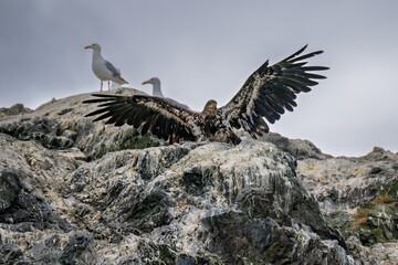 Immature bald eagle with wings spread on Gull Island near Homer Alaska