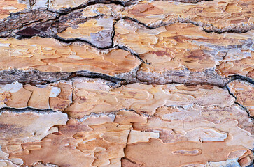 natural texture of pine bark brown background with cracks patterns