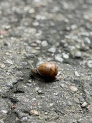 a beautiful snail with a shell crawls on asphalt in summer in a city park. High photo