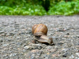 a beautiful snail with a shell crawls on asphalt in summer in a city park. High photo