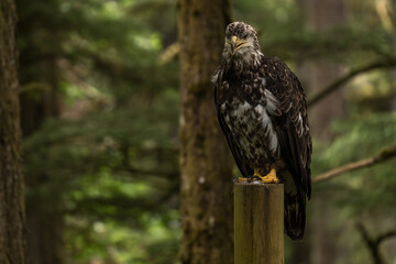 Immature bald eagle perched on a post seen in Sitka Alaska