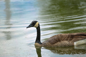 canada goose swimming in water