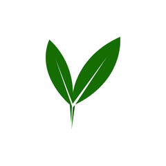 green plant isolated on white background