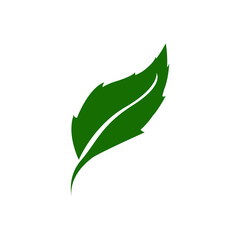 green leaf isolated on white background
