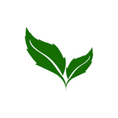 green leaf isolated on white background