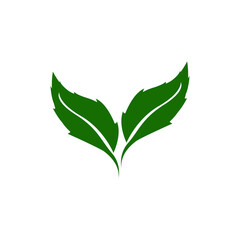 green leaf isolated