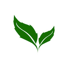 green leaf isolated on white background