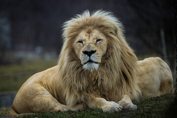 portrait of a lion