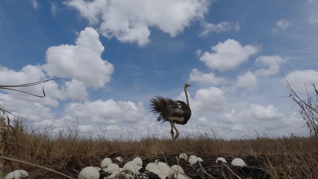 Low wide angle of a Common Ostrich (Struthio camelus) running away from a clutch of eggs in dry savannah grassland at midday in Kenya