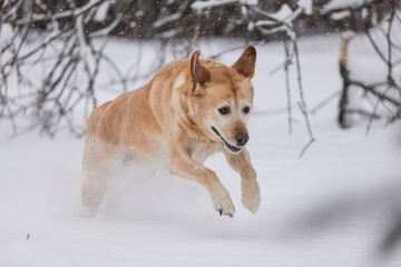 dog in snow