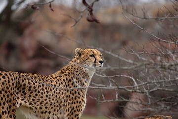 cheetah on the ground