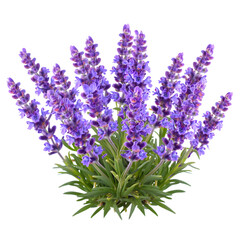 Fototapeta premium Vibrant Lavender Plant: Close-up Studio Shot of Blooming Purple Flowers and Green Creepers, Isolated on Black Background.
