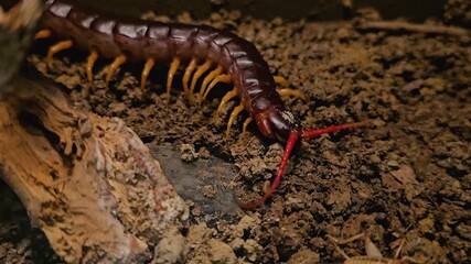 Close up of a large Centipede moving along the ground