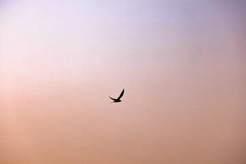 birds in flight