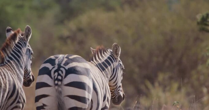 Wide of pair of plains zebra (Equus burchelli) walking while facing away from camera in grassy savannah in sunny afternoon in Kenya