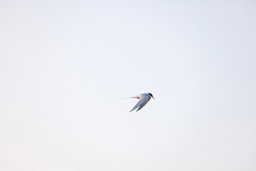 stork in flight