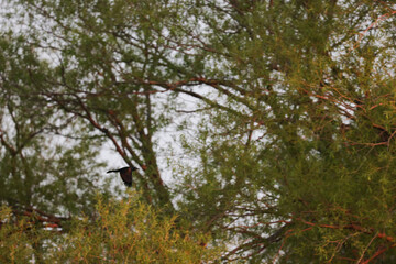 birds on tree