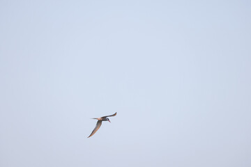 pelican in flight