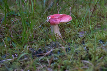 mushroom in the forest