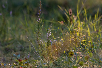 green grass  and heather in the forest