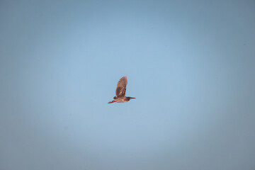 bird in flight