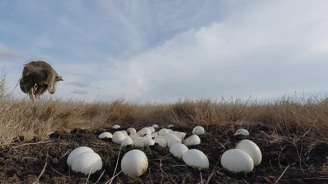 Low wide angle of a Common Ostrich (Struthio camelus) walking towards a clutch of eggs in dry savannah grassland at midday in Kenya