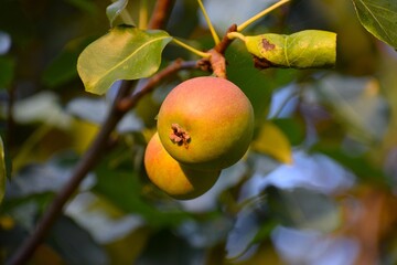 Photo fruits of the pear variety Forest Beauty.