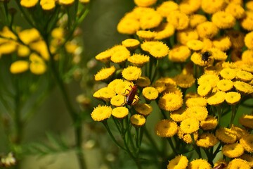 The photo shows tansy, common.