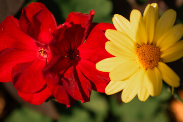 Close-up of vibrant red geranium and bright yellow daisy flowers side by side, sharply focused with dramatic lighting and blurred dark background. Perfect for nature and floral themes.