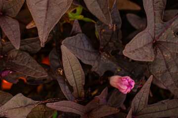 Close-up of deep purple heart-shaped sweet potato leaves with a delicate pink flower bud. Soft lighting highlights rich textures and subtle contrasts in a dense, lush foliage bed.