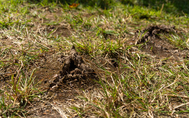 Fototapeta premium Cracks in the ground from drought.Cracked soil on the field.
