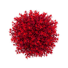 Naklejka premium Aerial View of Vivid Red Plant, Lush Creeper in Full Bloom, Dramatic Black Background