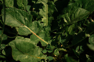Close-up low-angle shot of serrated green leaves with detailed veins and sunlight highlights. The textured foliage creates a natural, wild pattern full of depth and vibrant greens.