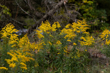 yellow flowers in the forest