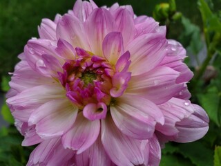Obraz premium Pink and Yellow Lewisia Flower Macro Close-Up in Bloom