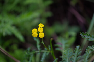 yellow flower in the garden