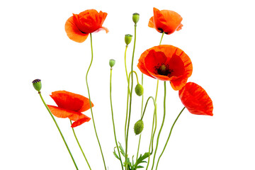 Obraz premium close up of red poppies poppy flowers with buds isolated on white background, png, ai generated.