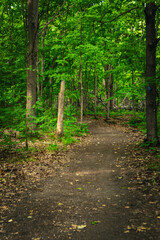 path in the forest