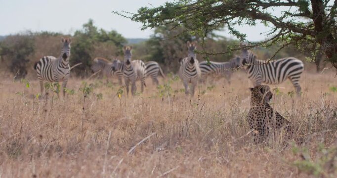 Very wide of herd of plains zebra (Equus burchelli) watching cheetah (Acinonyx jubatus) beneath tree in savannah in afternoon in Kenya