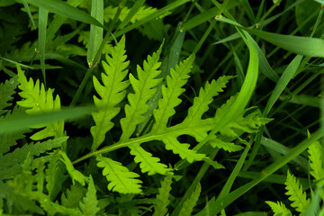 green fern leaf