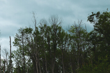 trees, sky and clouds