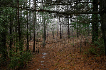 path in the woods