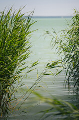 Obraz premium Summer Reeds and Calm Waters at Lake Balaton, Hungary