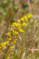 Close-up of vibrant yellow Galium verum (Lady’s Bedstraw) flowers in bloom, with sunlit meadow grasses in soft bokeh. Tara National Park summer beauty. Tara, Serbia