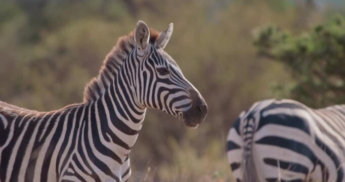 Wide of plains zebra (Equus burchelli) standing while facing towards camera in grassy savannah in sunny afternoon in Kenya