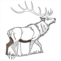 ELK Vector 