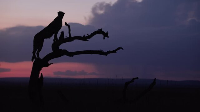 Very wide gimbal parallax of Cheetah (Acinonyx jubatus) standing on dead tree in savannah silhouetted against cloudy sunset in Kenya