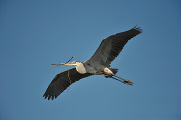 Great blue heron in flight carrying a stick soon to be used as a part of a new nest